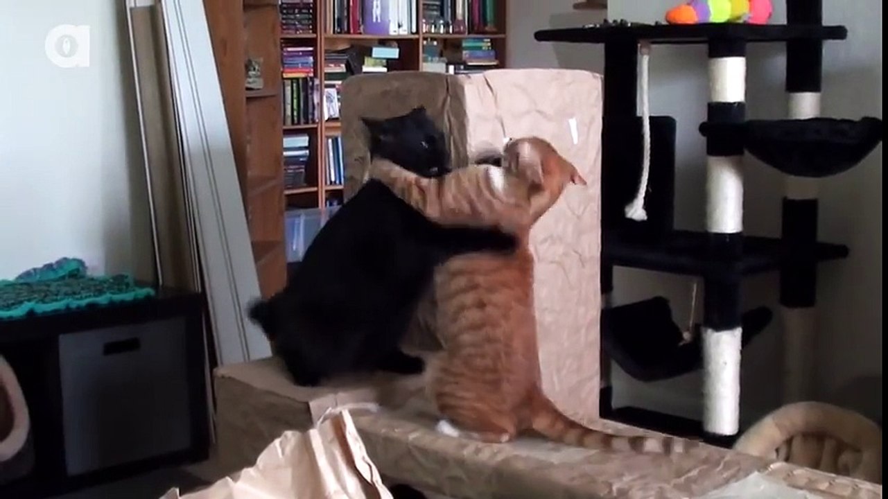 Funniest Cat Fight! -