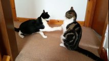 Funny ! Cat & Kitten Fighting - 4K Ultra Hd 2160p Resolution Video