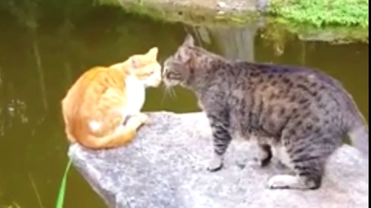 Funny cat fight - Cat barks- [WATER EDITION]