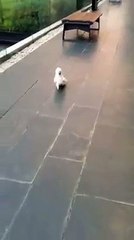 Ce cacatoès aboie comme un chien. Vous n’allez pas en revenir !