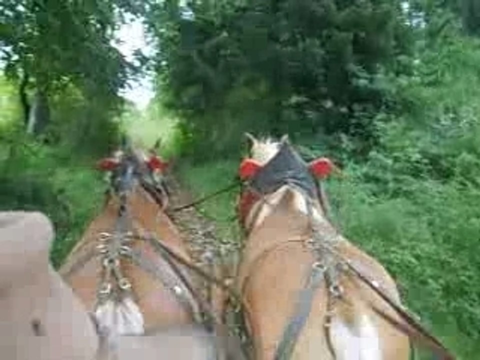 ma pation cheval