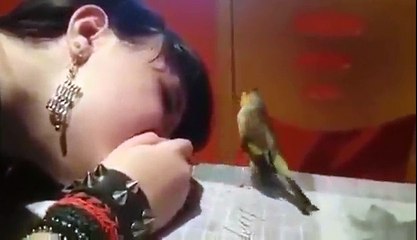 Passarinho de estimação também pode