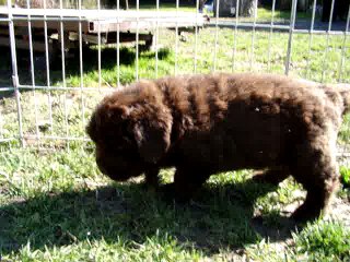 Chiot Mâle violet élevage de VALOYAN