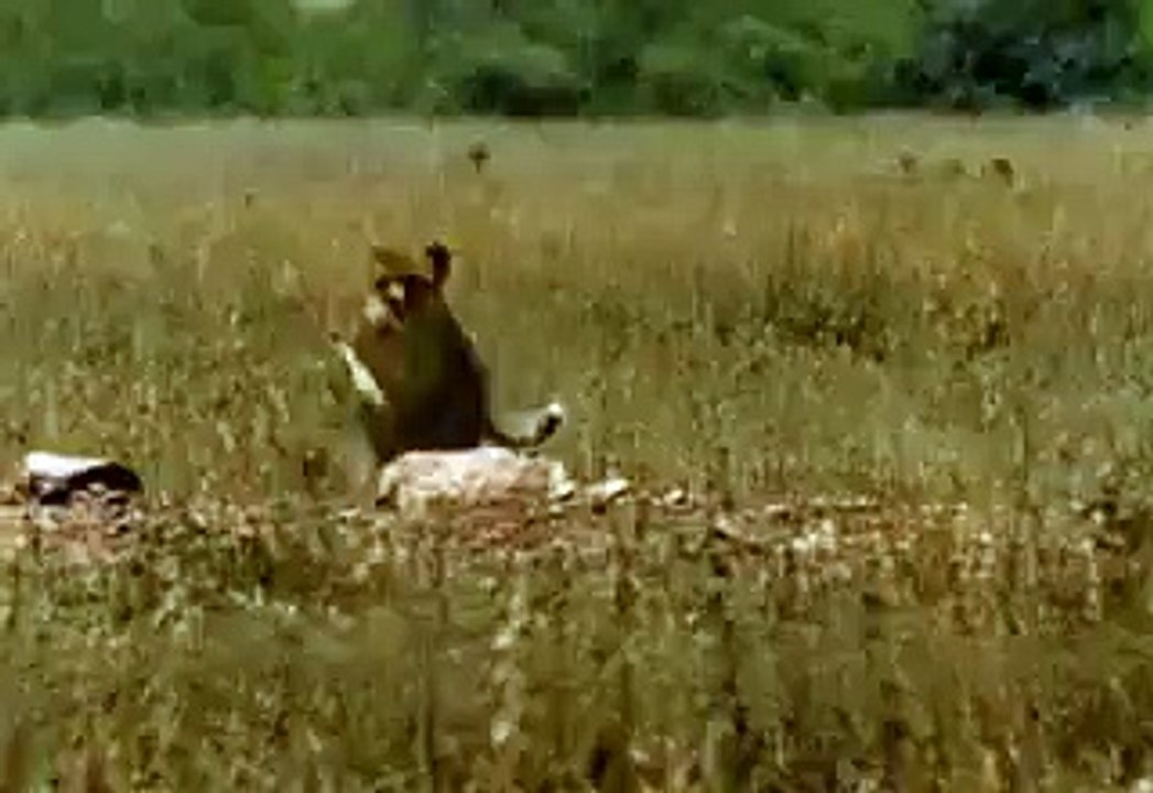 Funny Tiger race