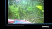 Sébastien Loeb a 43 ans : ses plus gros crashes en rallye WRC (vidéo)