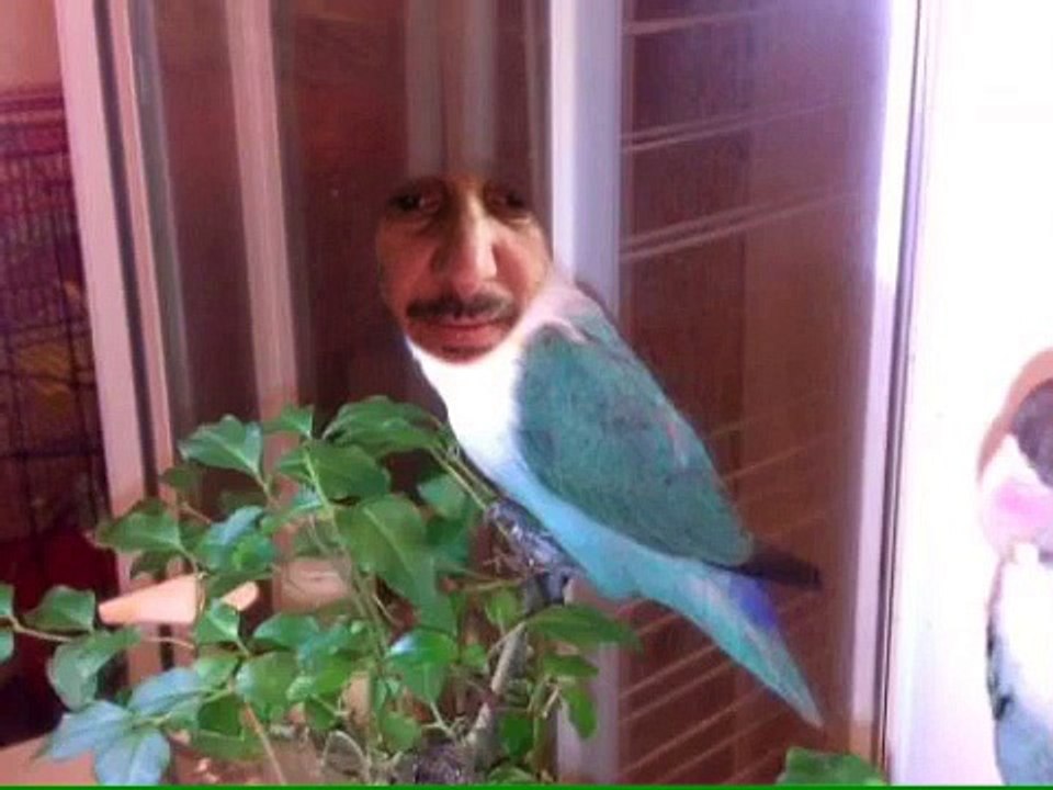 איתי שואו בעלי חיים