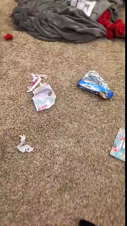 Ce chien met le bordel dans la maison et demande pardon à sa maîtresse