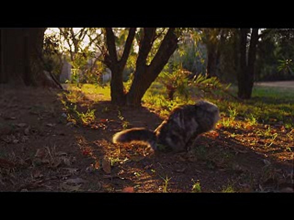 NAT GEO une ame de félin