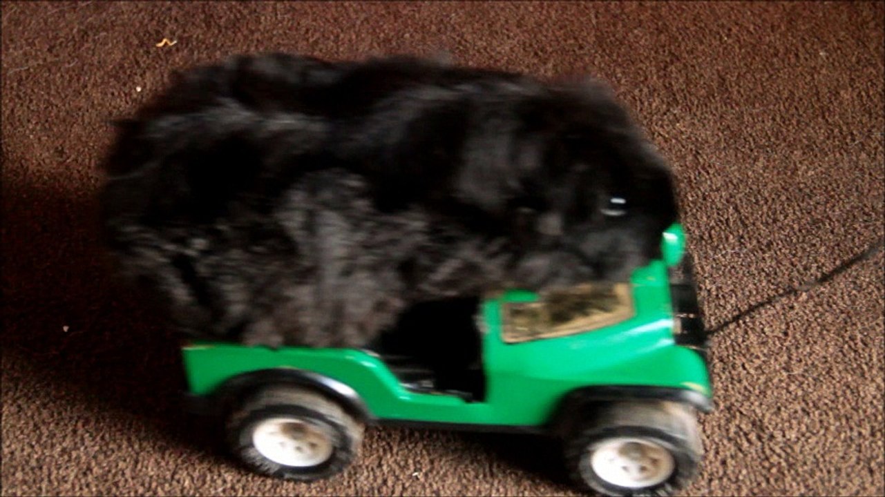 New guinea pig skit...