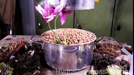 Kaktüs Ve Çiçekler Preslenirse Ne Olur?