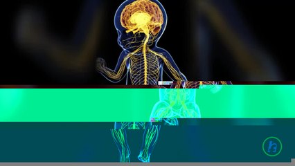 Dominant Handedness Linked to Spinal Cord in Utero