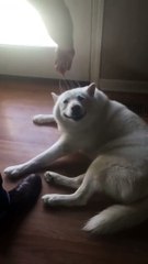 Kafası Kaşınan Köpeğin Mutluluğu