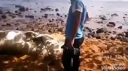 Extraña criatura sale en costas de filipinas.