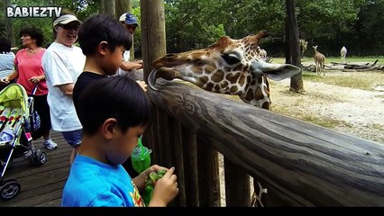 Kids At The Zoo New Compilation  - Funny Babies At The Zoo