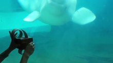 Baby beluga dances to music box