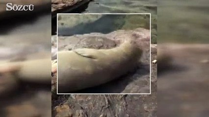 Bu kez uyku için kayalıkları seçti