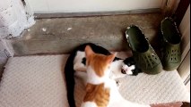 Cat Fights Compilation Video - 4K Ultra HD 2160p Resolution