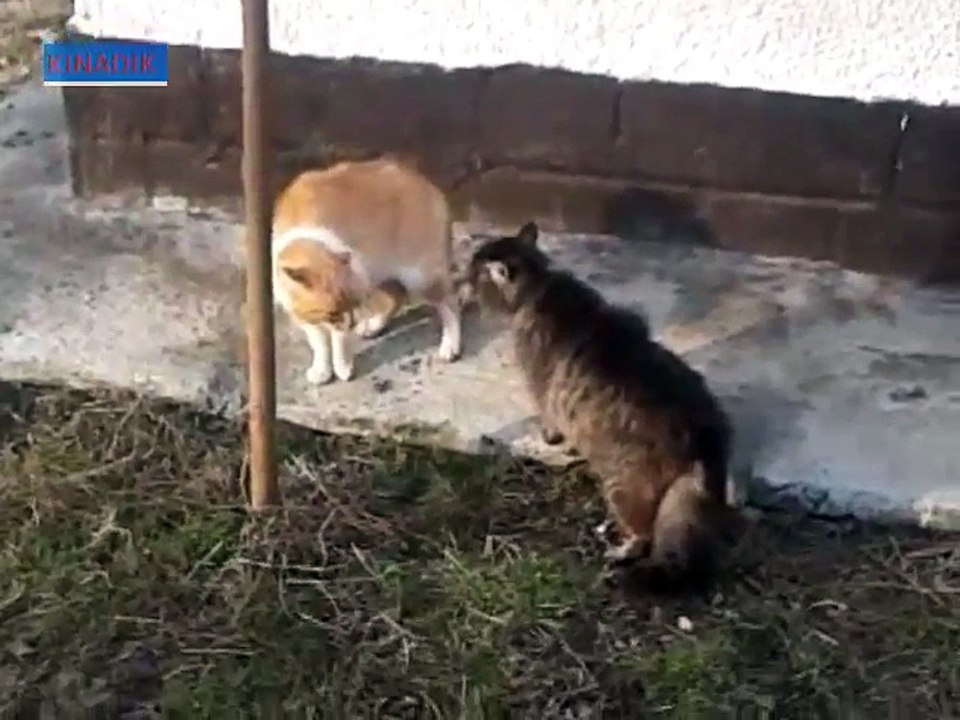 funny cats Fighting 2016 - lahoor sarai sidhu