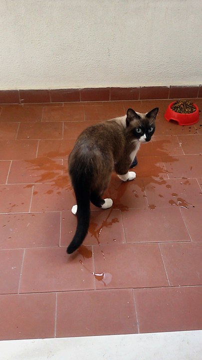 Give me Five Cat Cookie