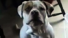 Et quand les chiens se mettent à parler...