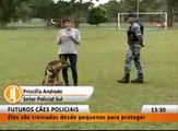 Treinamento dos cães policiais