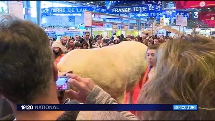 Salon de l'Agriculture : la campagne s'invite à Paris