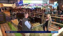 Salon de l'Agriculture : comment les éleveurs de vaches Bretonnes Pie-Noir ont sauvé la race