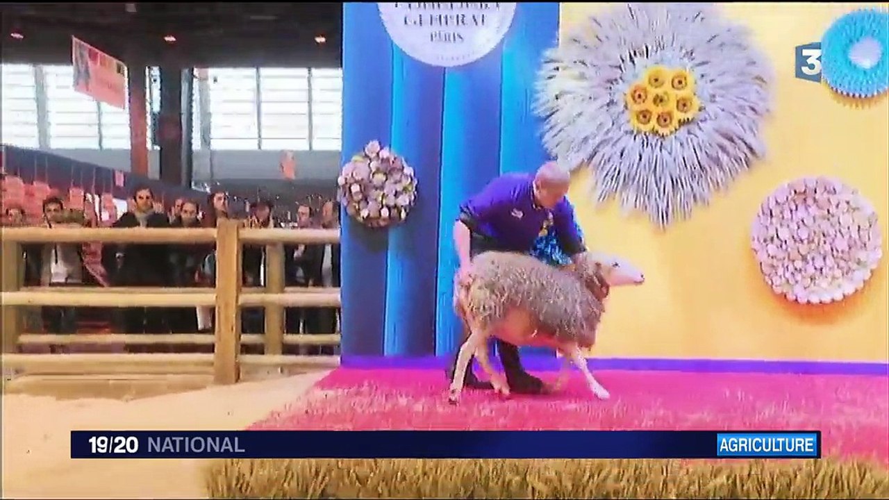 Salon de l'Agriculture : le concours du meilleu...