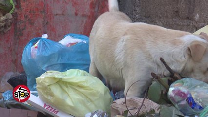 Stop - Mes plehrave nga Shqiperia ne France...?! (22 dhjetor 2016)