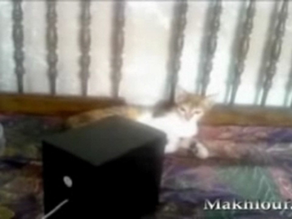 Chatte zuzette3