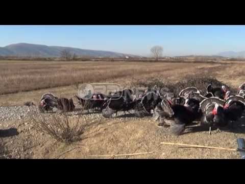 Shitet në rrugë - Gjeli i detit “autostop” në superstradën Lezhë- Shkodër