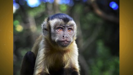 Next - Science - Pse majmunët nuk flasin dot si ne? - 26 Dhjetor 2016 - Show - Vizion Plus