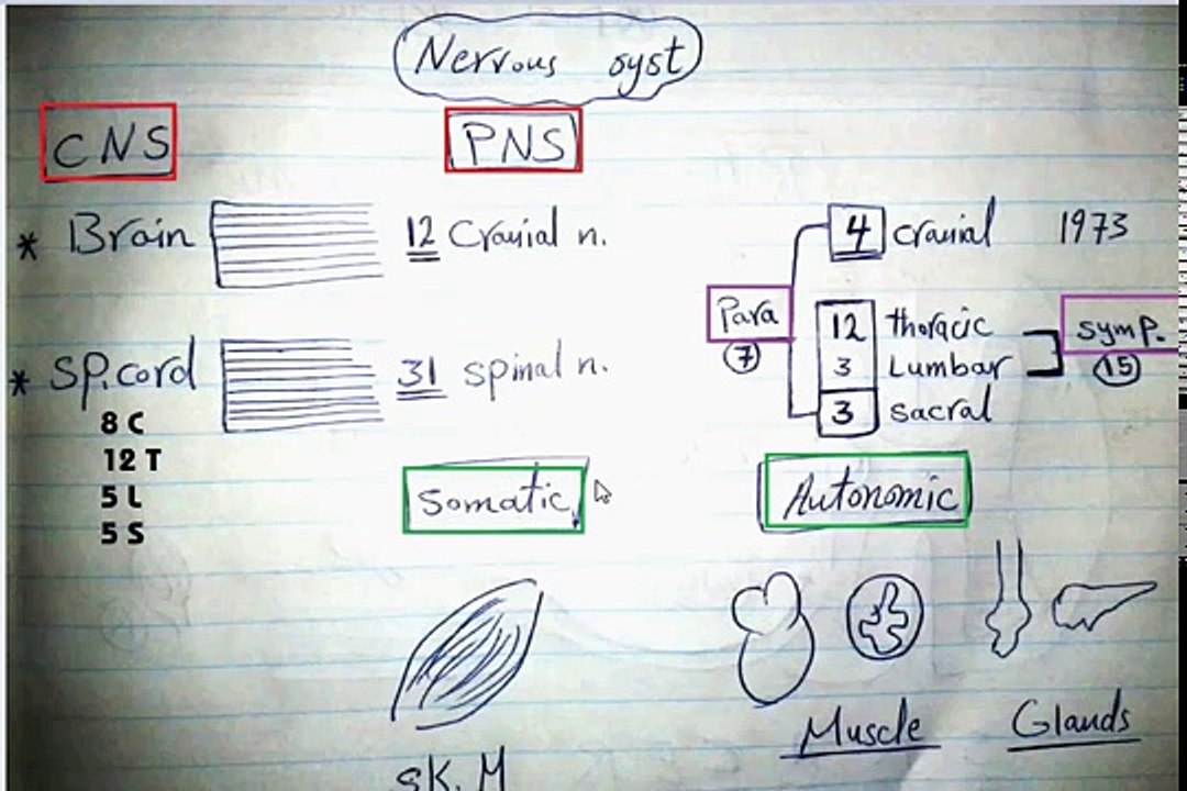 Easy Physiology - A.N.S - 4-Revision
