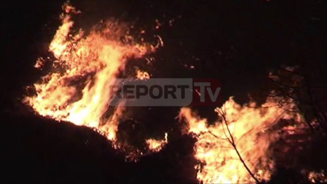 Report TV - Berat, zjarr në Lapardha digjen 10 hektarë pyje dhe pemtore