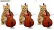 Мой говорящий рыжий кот: рыжий кот играет на виолончели, синтезаторе, гитаре и танцует Диско.