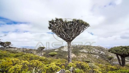 Ishulli Sokotra bukuri e rrallë si të ishte tokë alienësh