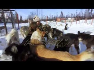 T’i dedikosh jetën qenve të slitës, 23 haski në tufë