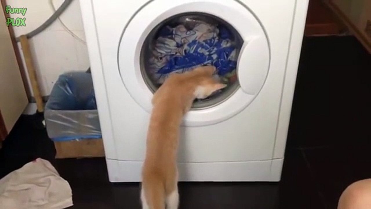 Love Catnip Compilation 2016 cats