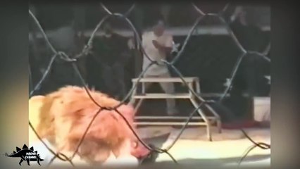 NEW Lion attack human best compilation