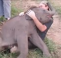 Baby Elephants love to cuddle#Baby Elephant Has Unlikely Best Friend