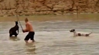 Australian Man Jailed After Beating A Kangaroo To Death!