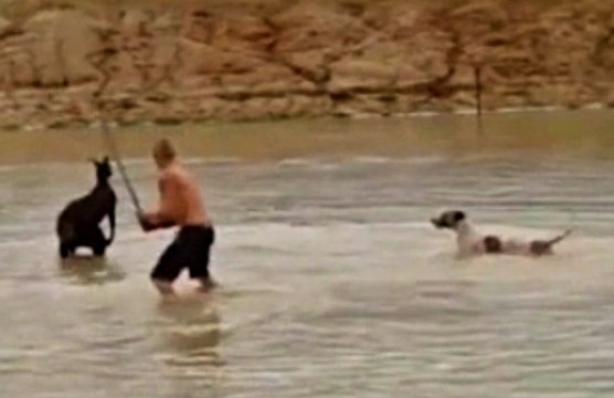 Australian Man Jailed After Beating A Kangaroo To Death!