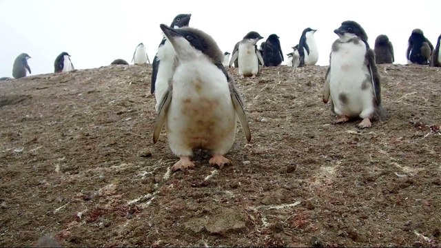 Antarctica penguins move south in search of cold