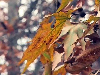 Beautiful Video of Autumn Comes in Kashmir