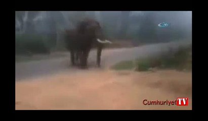 Minik köpek dev fili böyle kovaladı