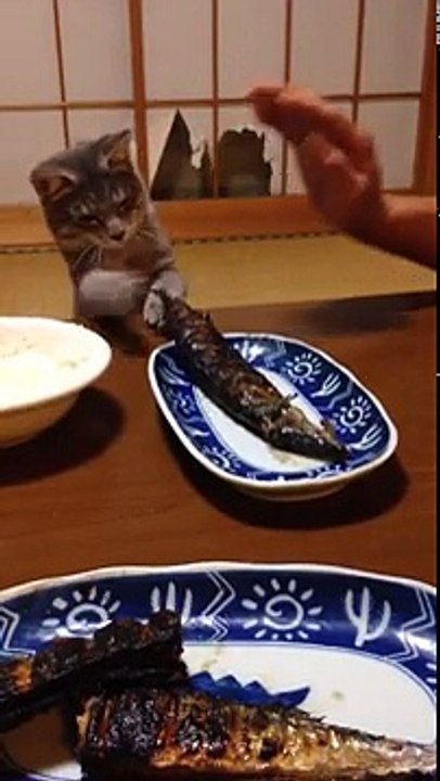 Ce chat a fermement envie de manger ce poisson