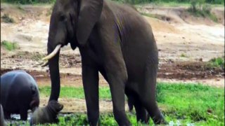 A HUGE ELEPHANT WAS ATTACKED BY A HIPPO.