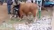 goat fights cow - must watch
