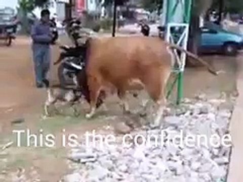 goat fights cow - must watch