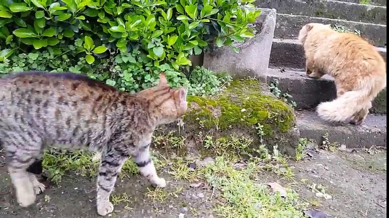 Funny Cat Fight